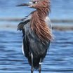 Reddish Egret
